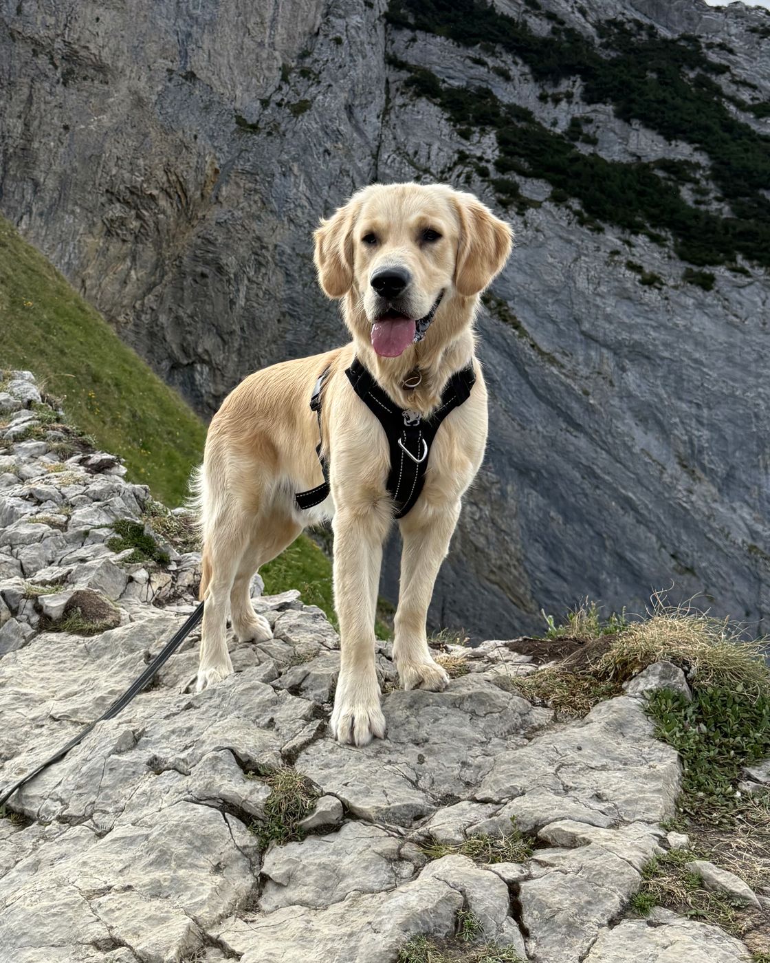Golden Retriever Cooper in den Bergen